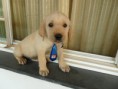 JÁ VENDIDO FILHOTE DE LABRADOR MACHO 03 - COR CARAMELO